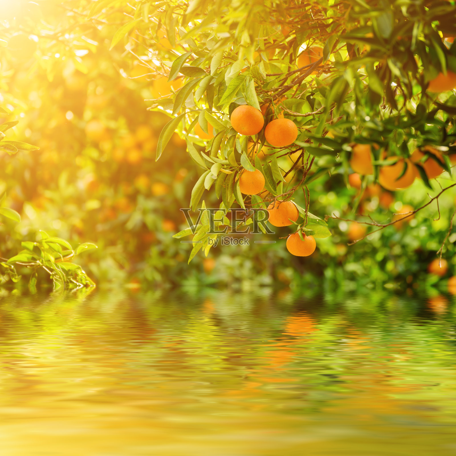 橘色阳光明媚的花园照片摄影图片
