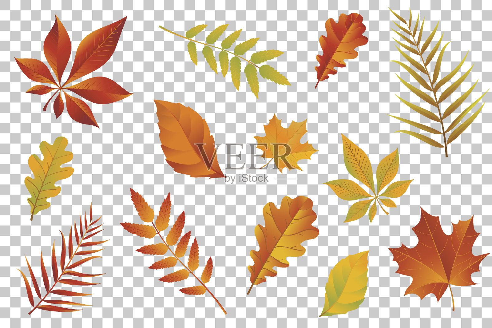 秋叶孤立在透明的背景上。矢量插图。插画图片素材