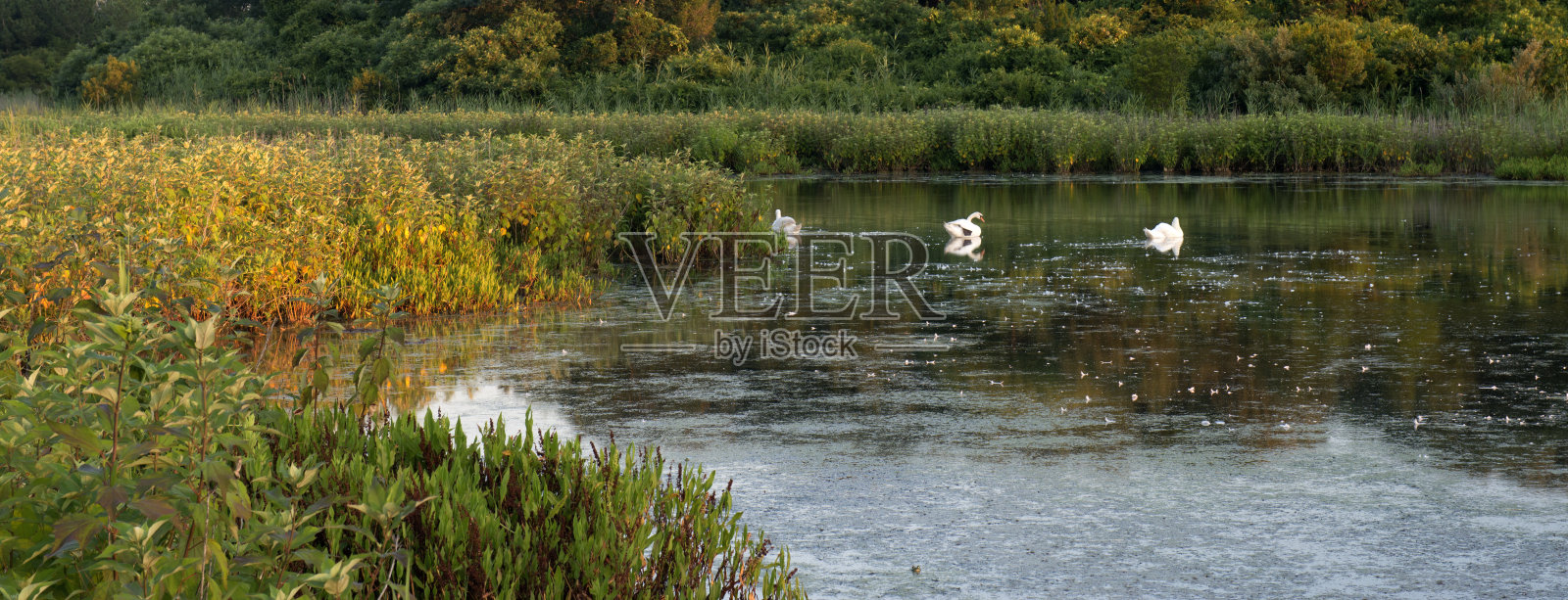 五月角湿地国家自然保护区的天鹅照片摄影图片