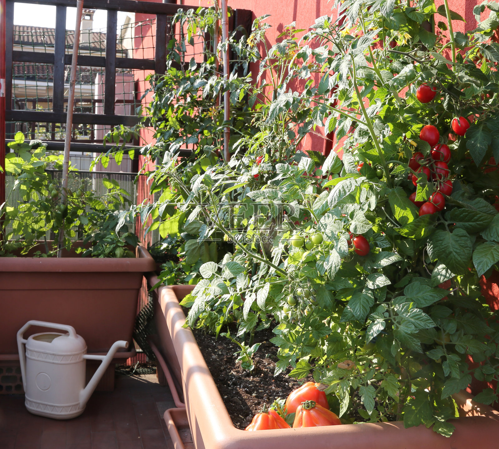 在城市花园的陶土花盆中种植番茄照片摄影图片