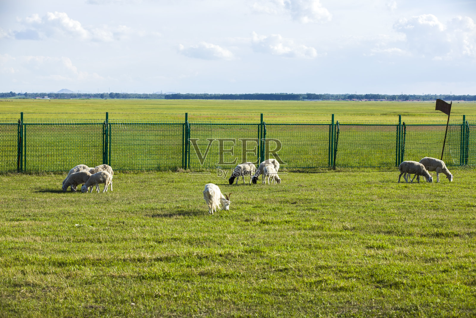 一群羊正在草地上吃草照片摄影图片