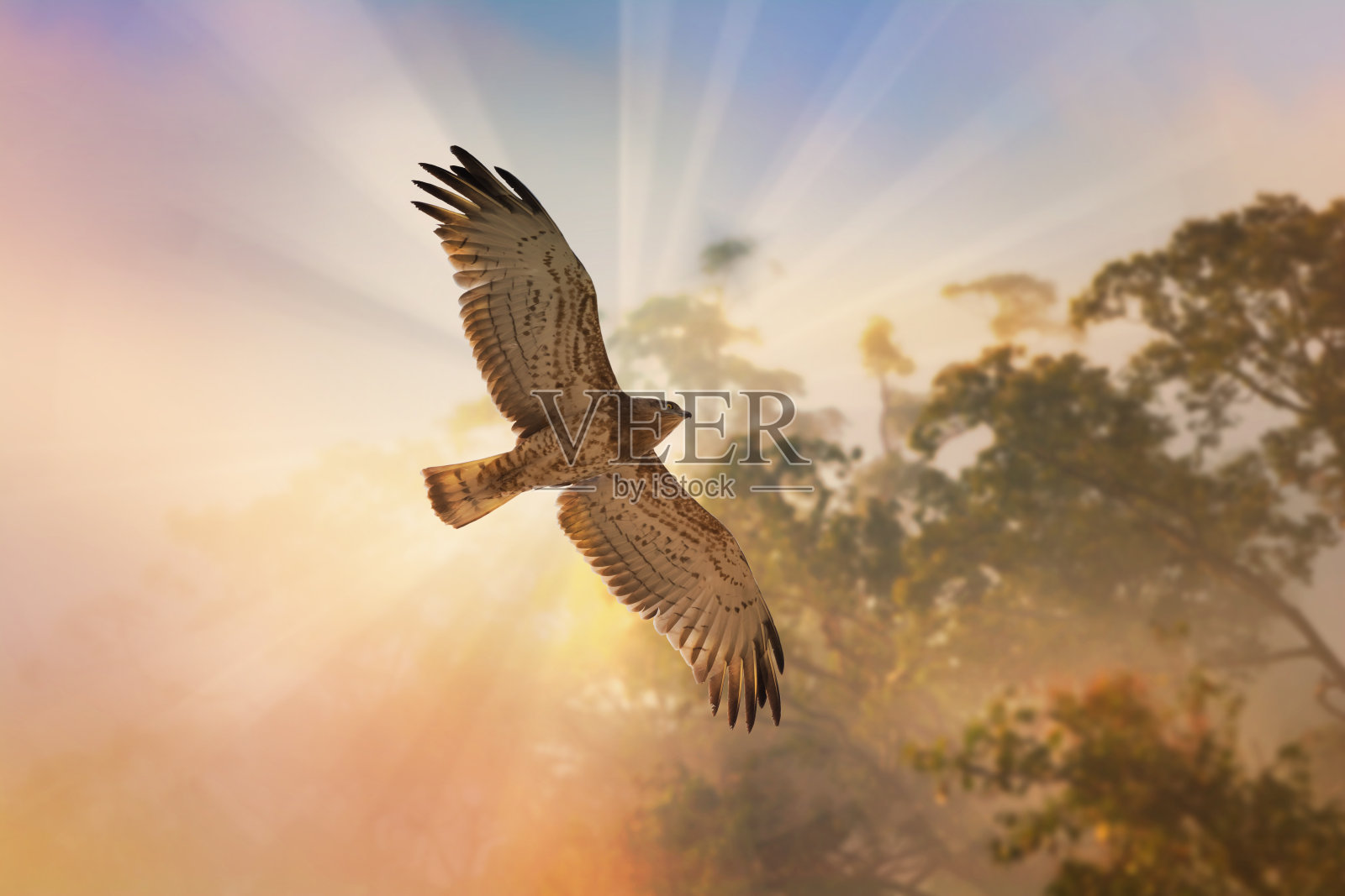 猛禽，短趾蛇鹰在黄昏的天空中飞翔。照片摄影图片