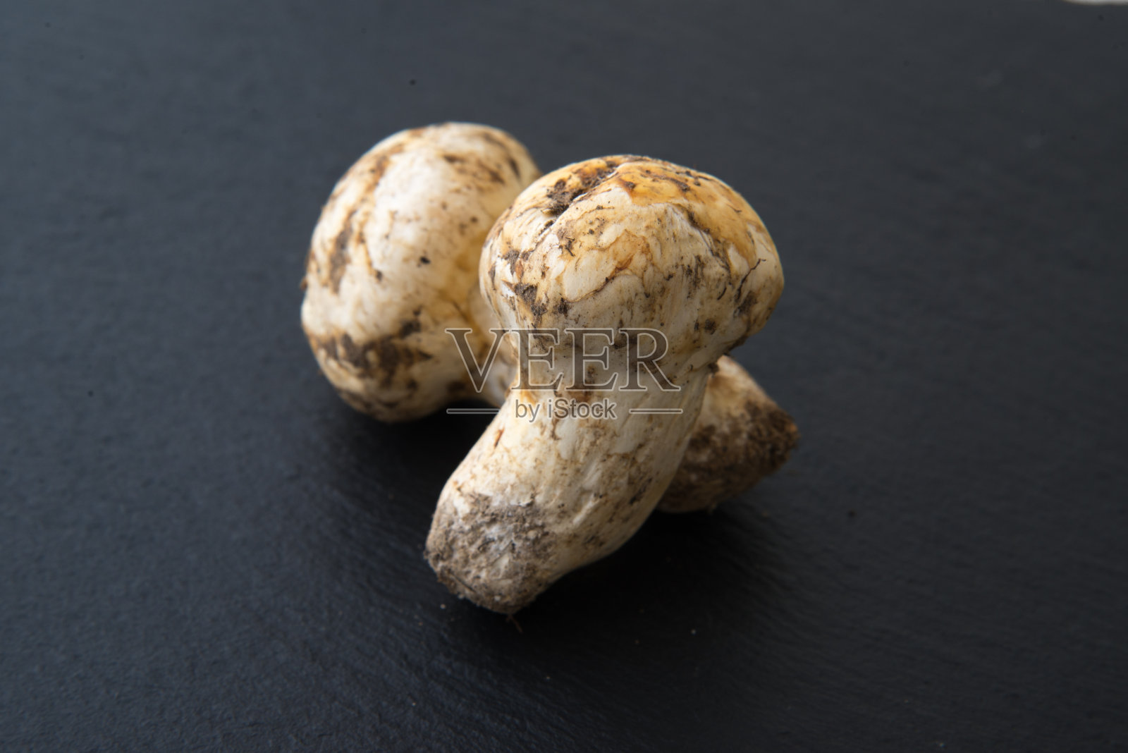 孤立的日本松茸蘑菇照片摄影图片