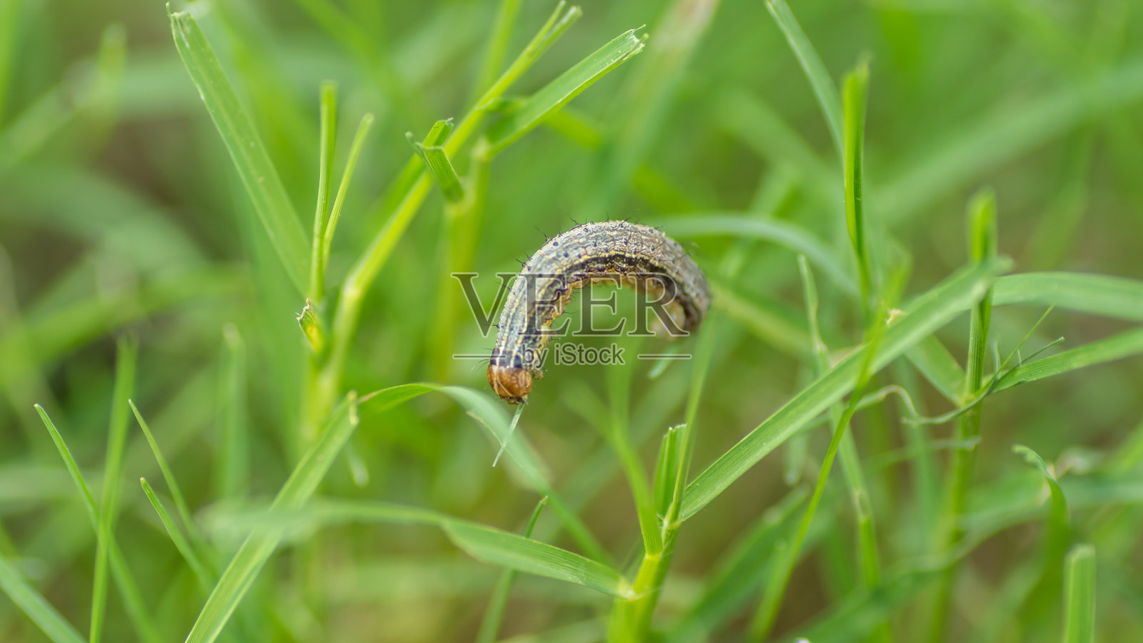 毛毛虫在小草上行走的景象照片摄影图片