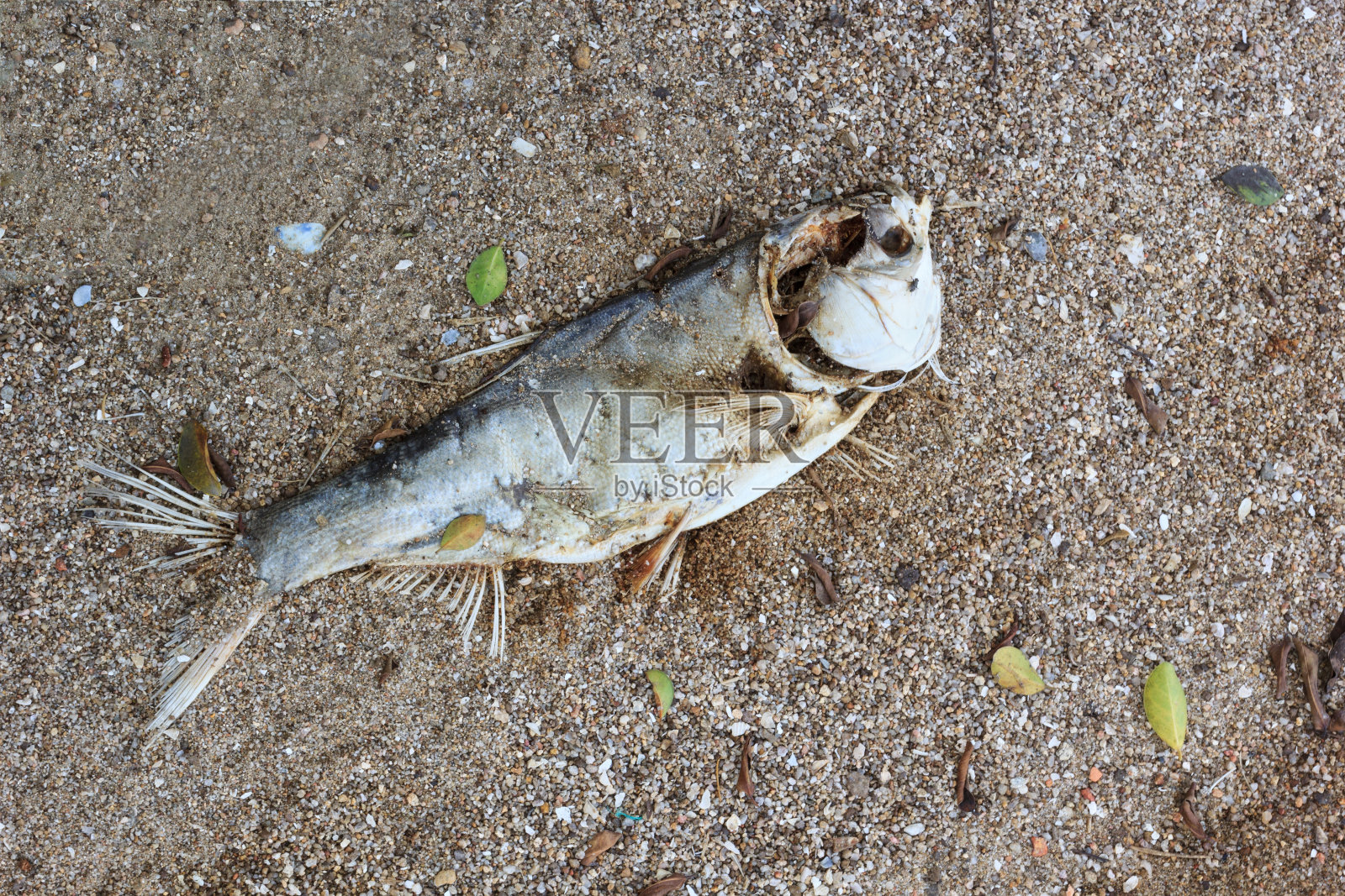 海滩上的死鱼。水污染的概念照片摄影图片