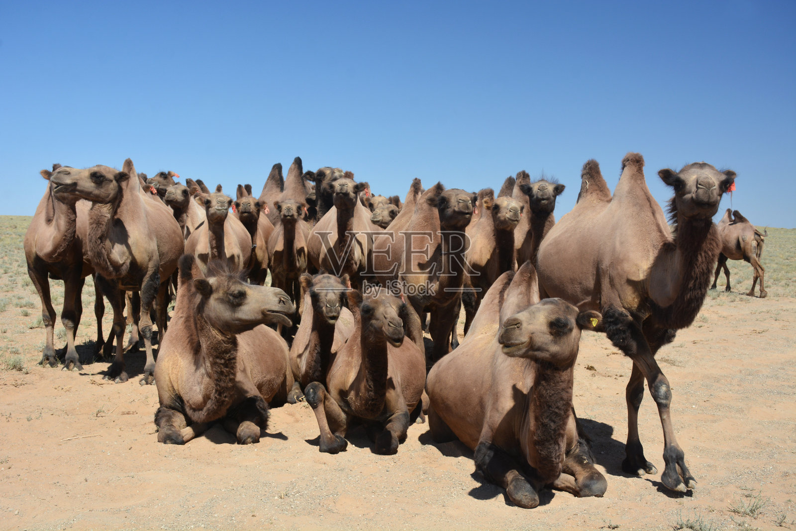 骆驼家庭照片照片摄影图片