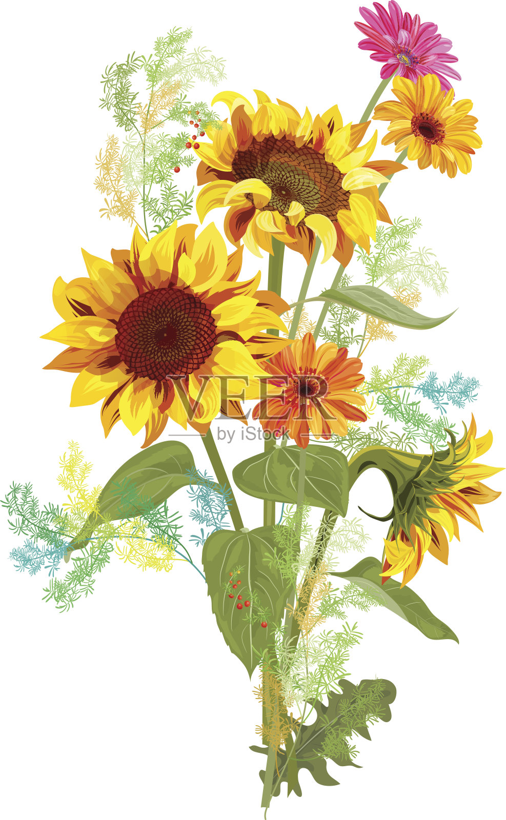 花束秋天的花:黄色的向日葵，橙色的非洲菊花，白色背景上的芦笋的绿色小枝。数字绘图，插图水彩风格的设计，矢量设计元素图片