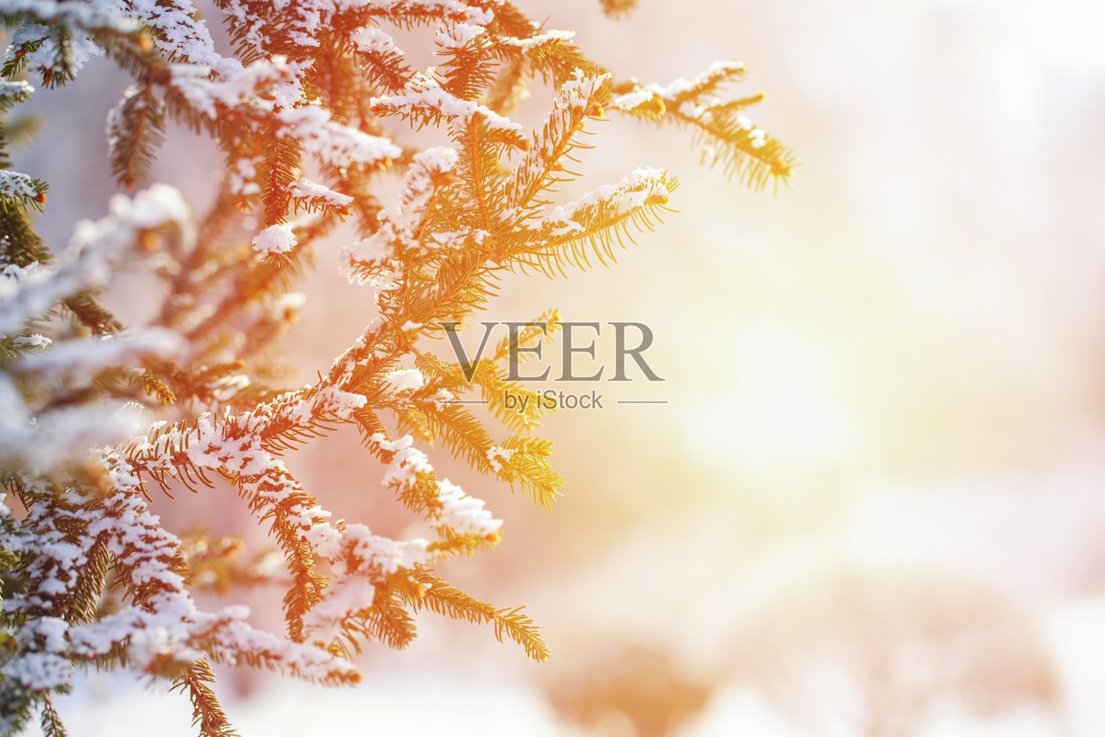冬天的景象-结霜的松枝照片摄影图片