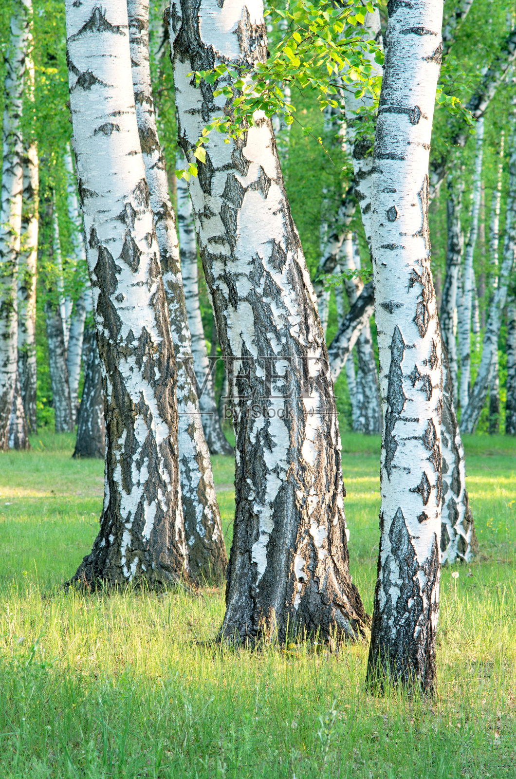 清晨在树林里的白桦林里，近距离观察树干照片摄影图片