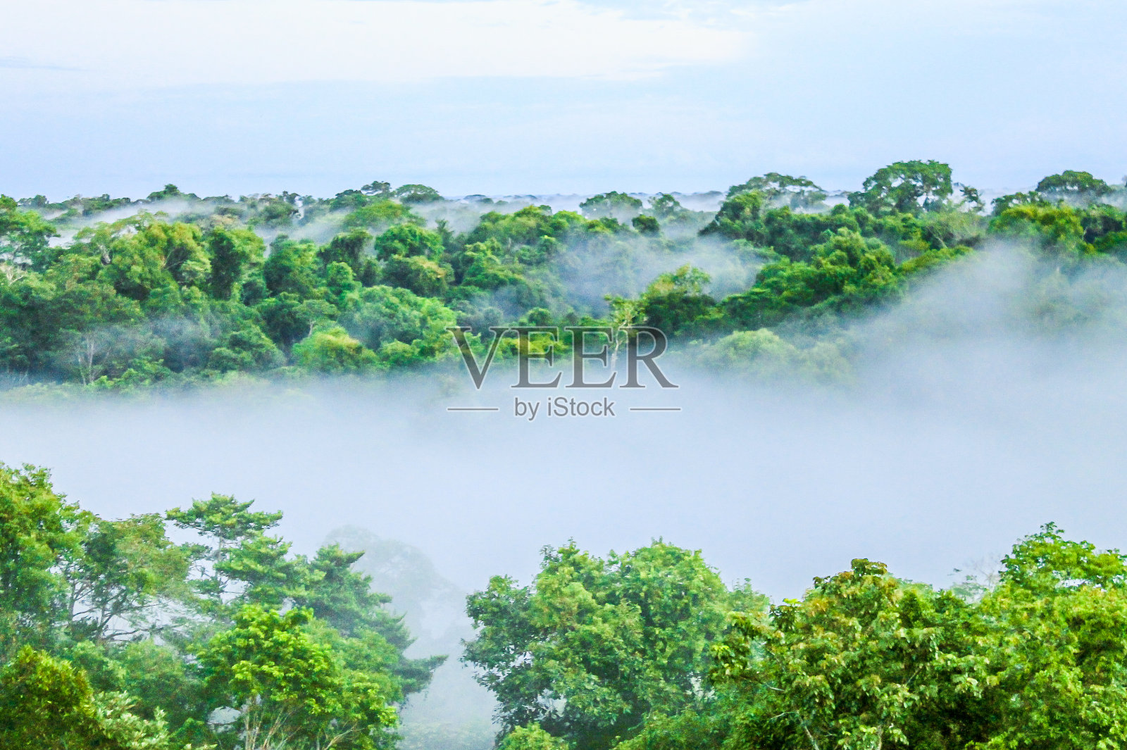 巴西热带雨林的晨雾照片摄影图片