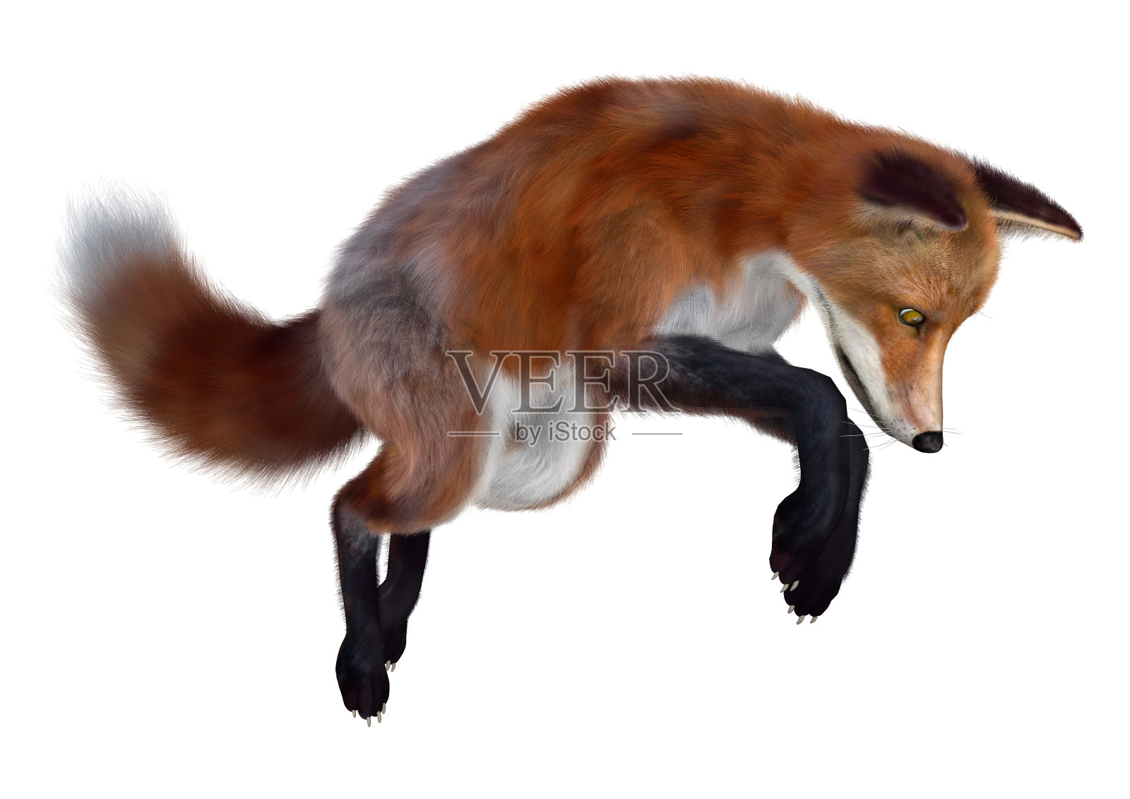 3D渲染红狐狸在白色照片摄影图片