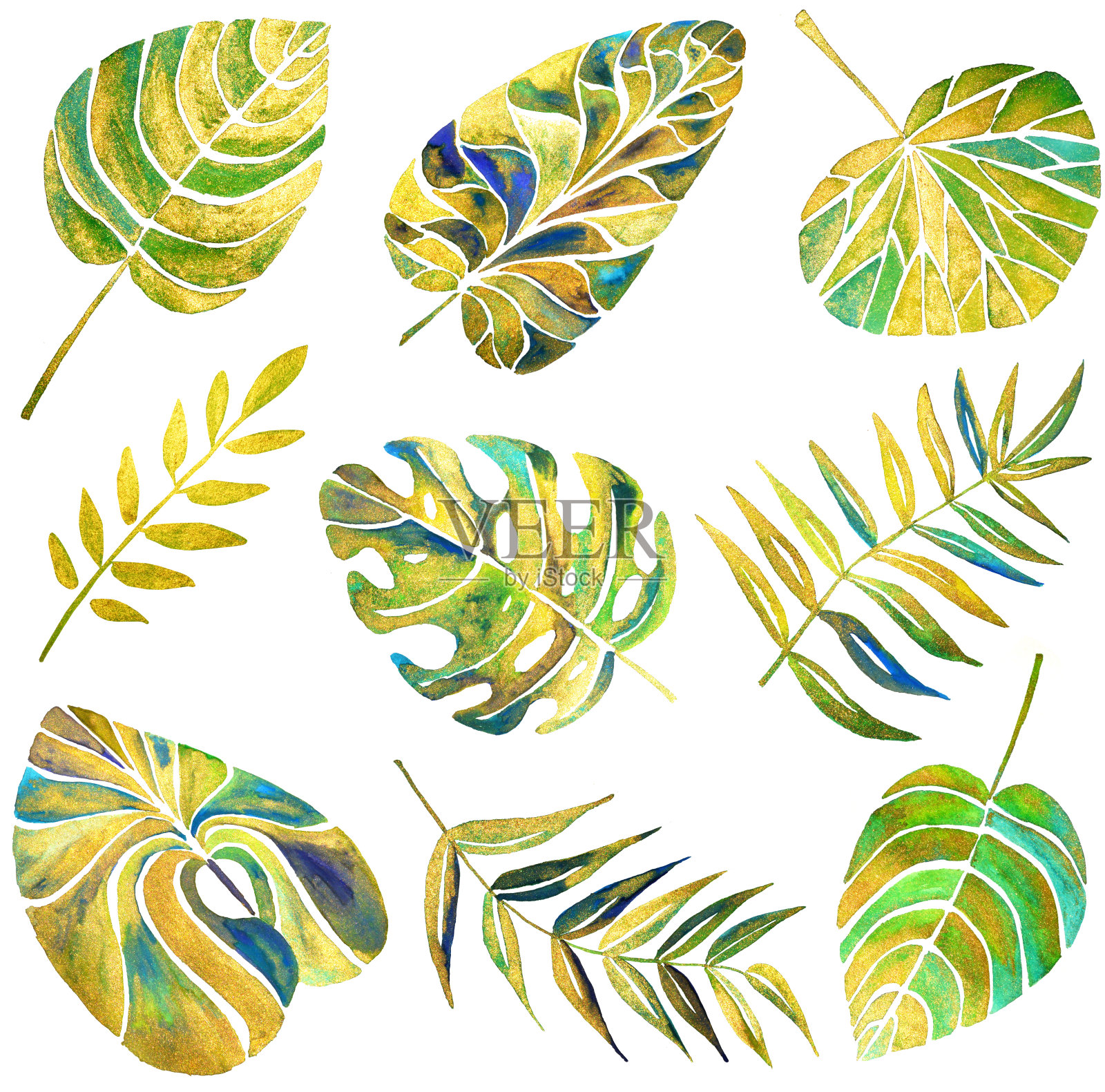 设置不同的珍珠热带树叶在白色的背景插画图片素材