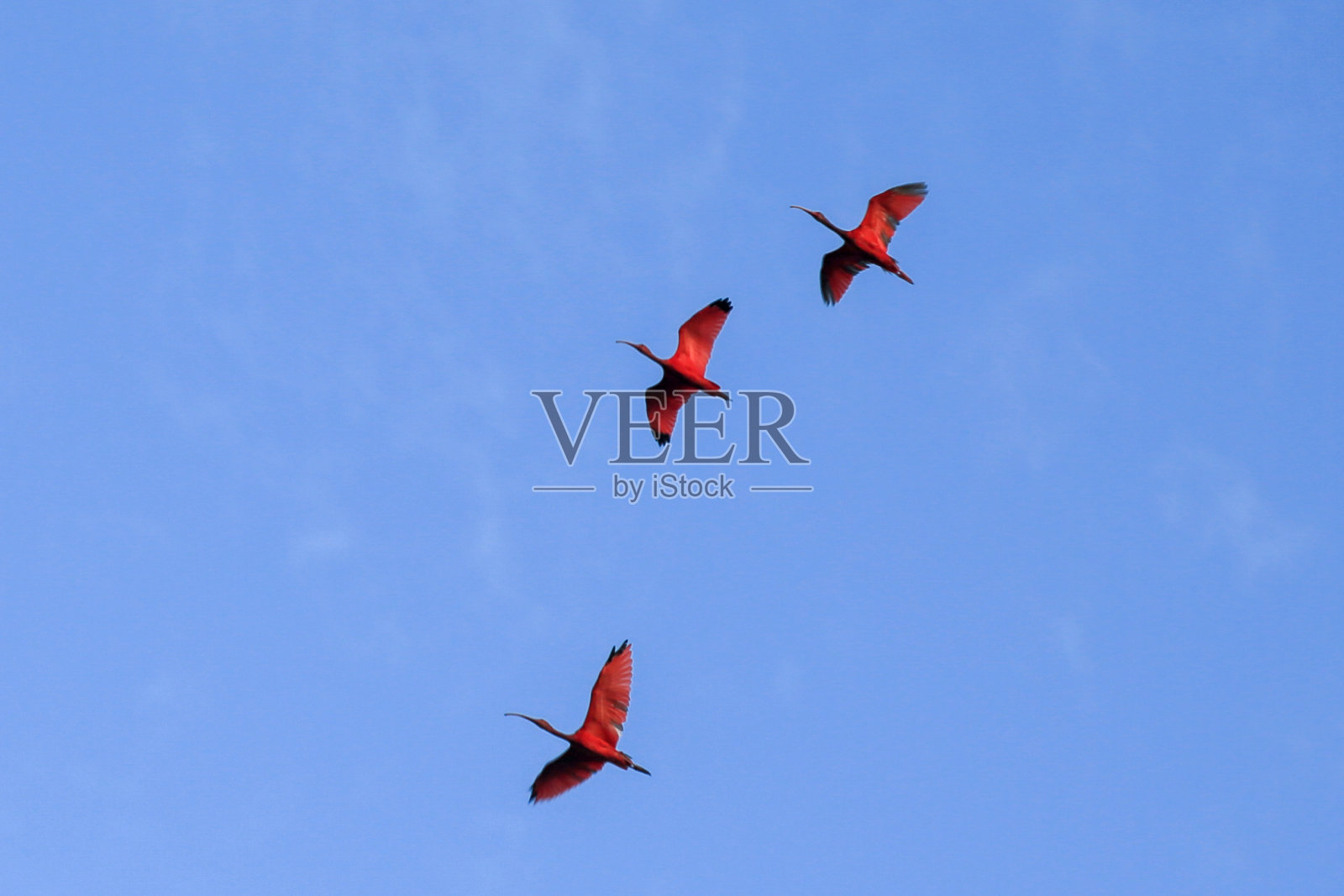 红色的鸟儿在夕阳中飞翔照片摄影图片