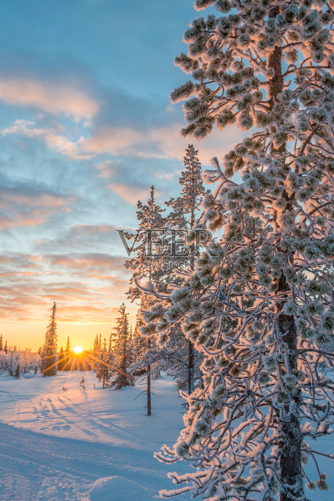 夕阳下的白雪皑皑的景色，冬天里在芬兰拉普兰的萨利色尔卡冰冻的树木照片摄影图片