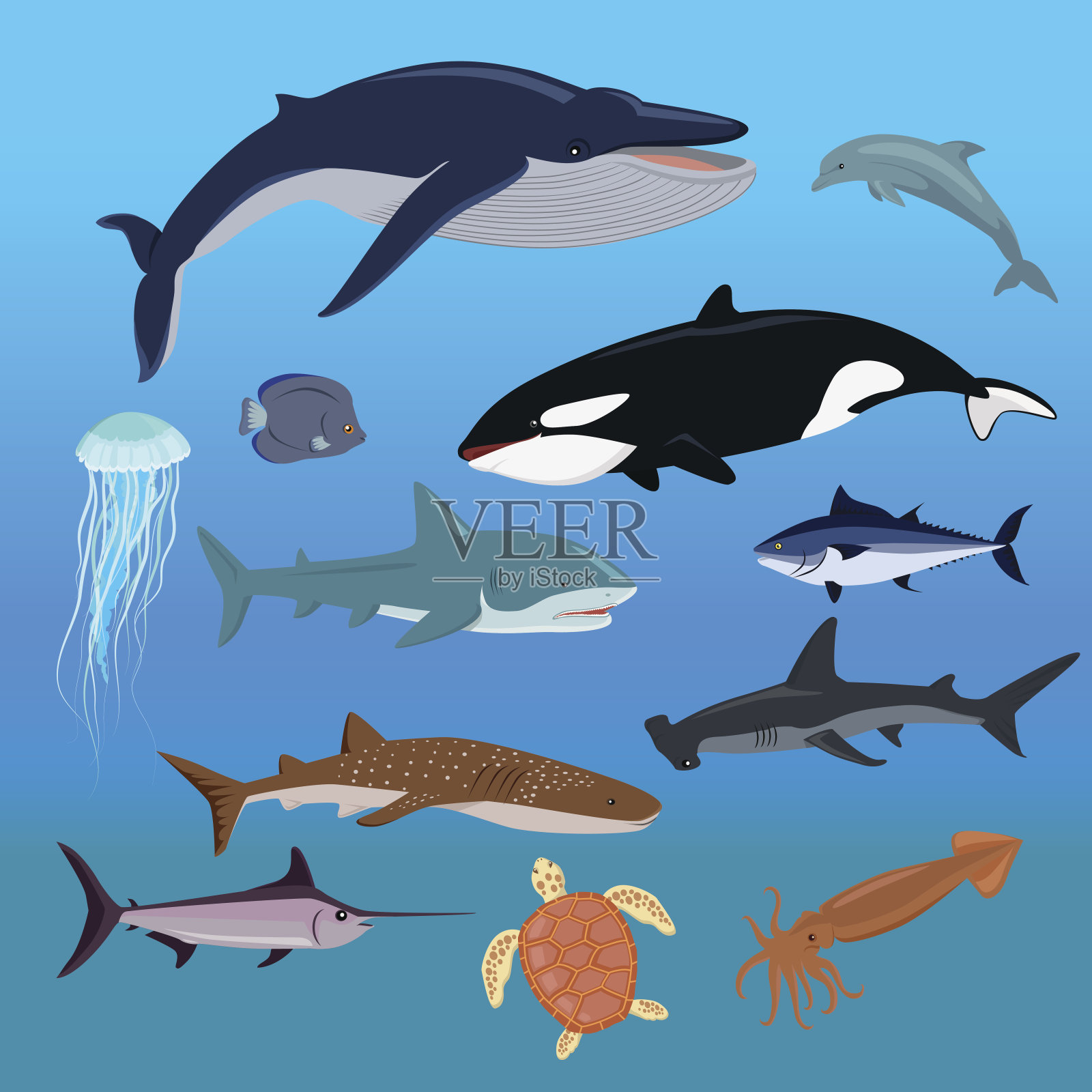 海洋动物群水生动物插画图片素材