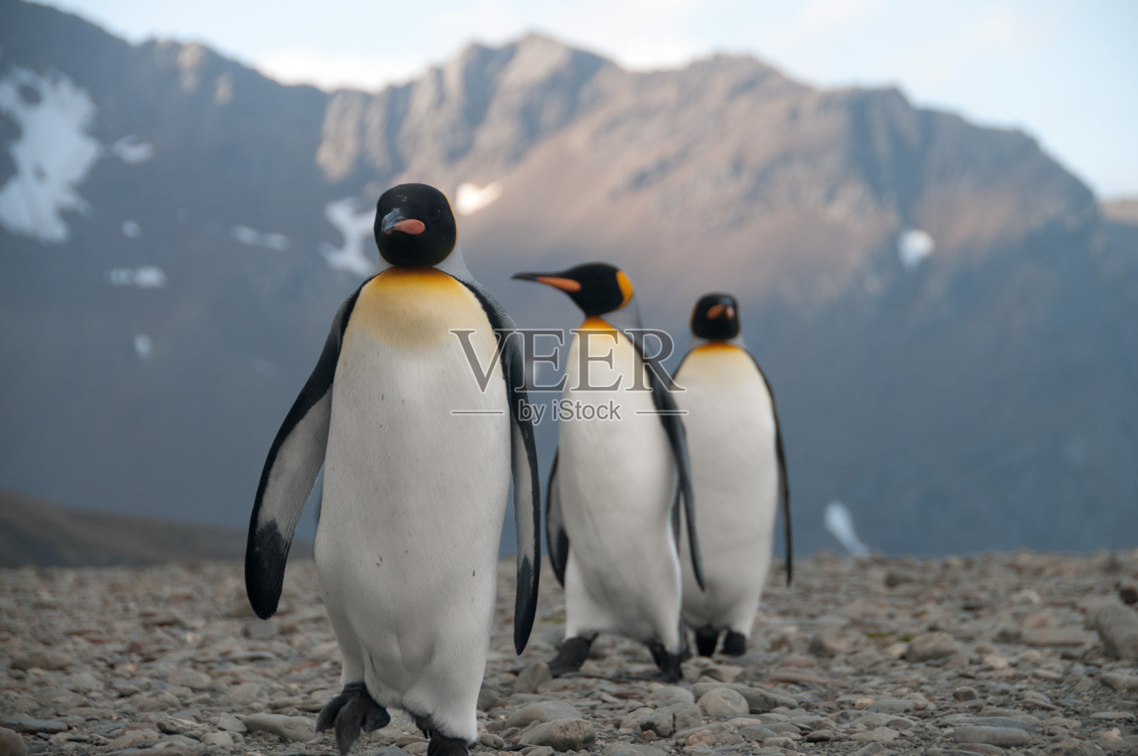福尔图纳湾的帝企鹅照片摄影图片
