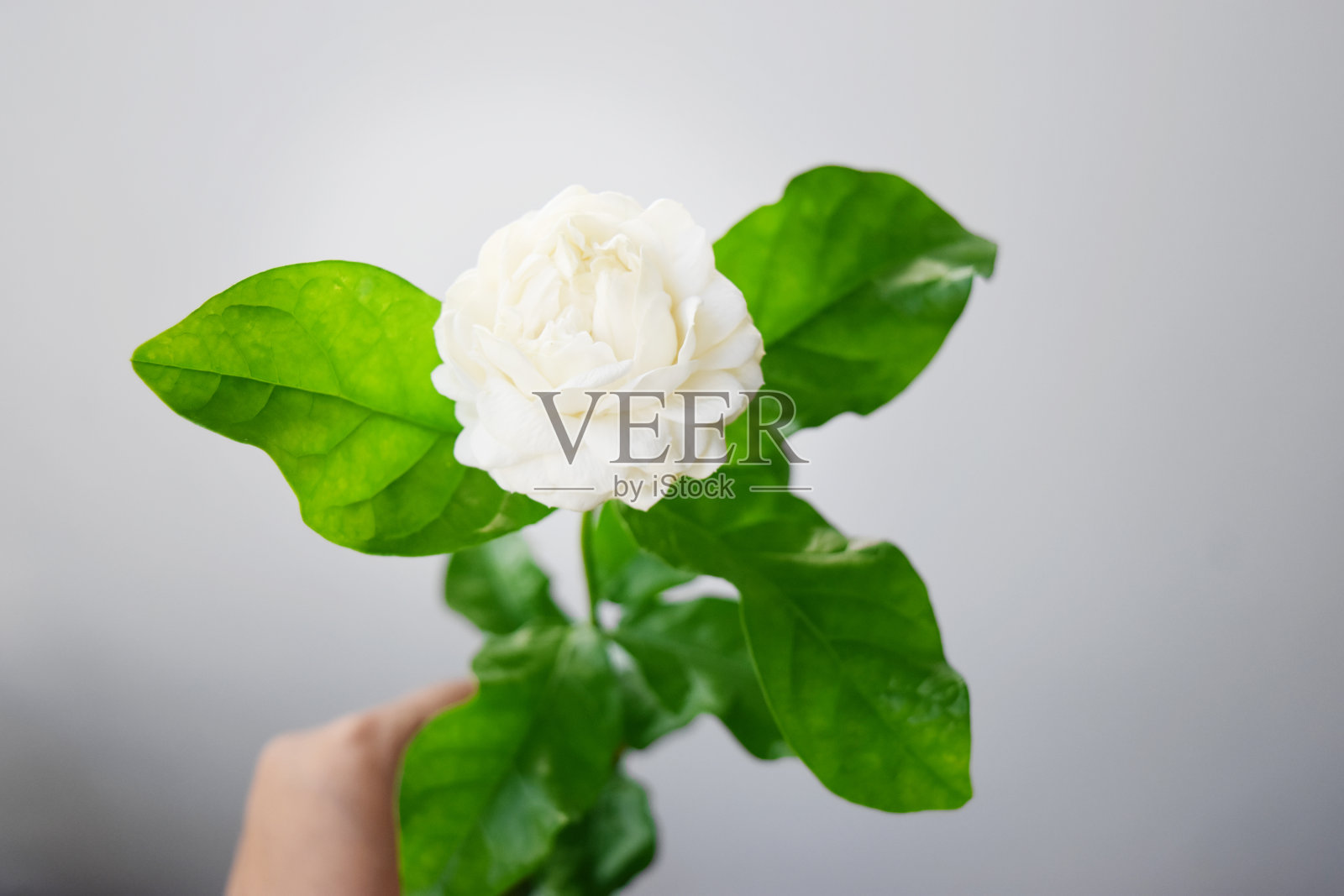 白花有柔软的花瓣，茉莉花在学名和空间上为文。-亚洲热带花卉。照片摄影图片
