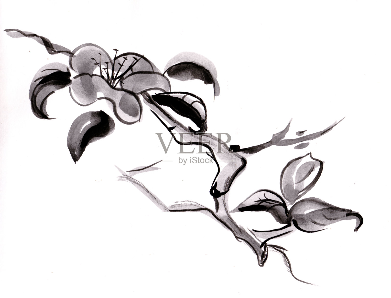 植物和花卉插画图片素材