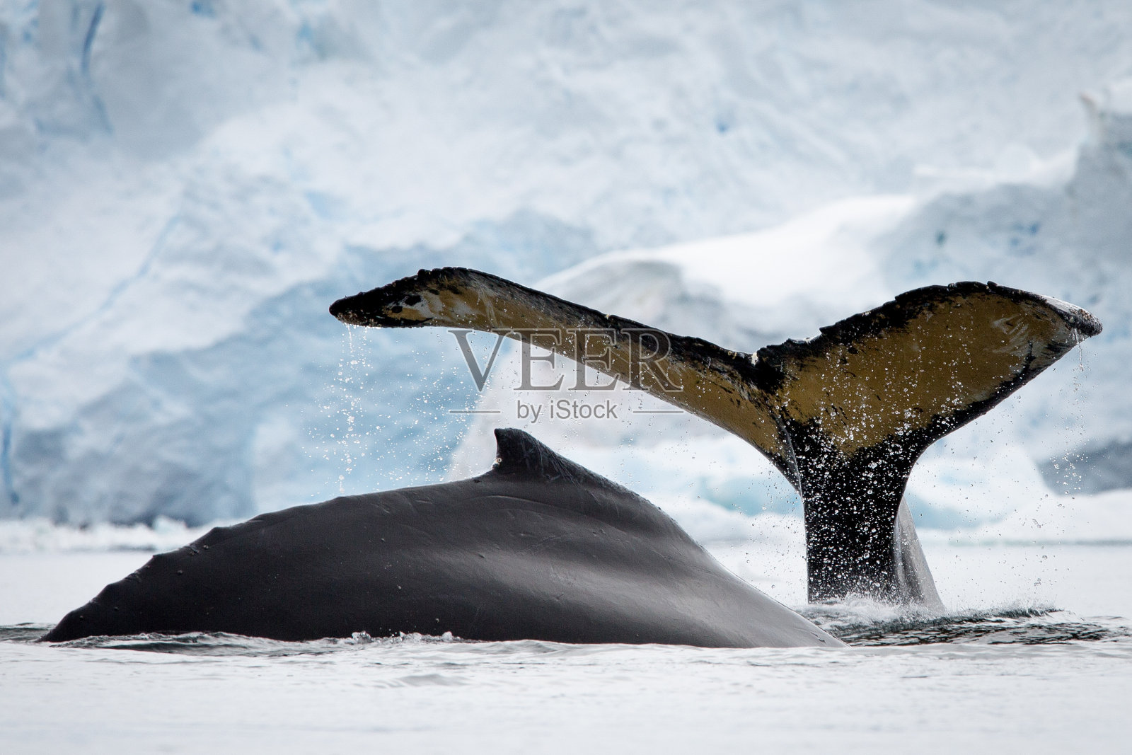 座头鲸在运动照片摄影图片