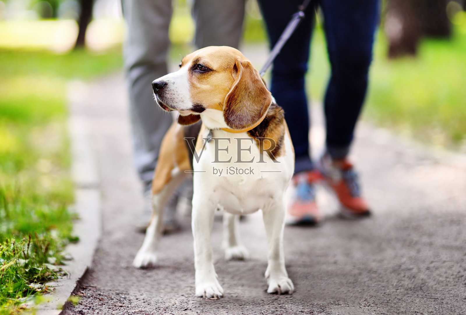 一对夫妇带着戴着项圈和皮带的比格尔狗在夏季公园散步照片摄影图片
