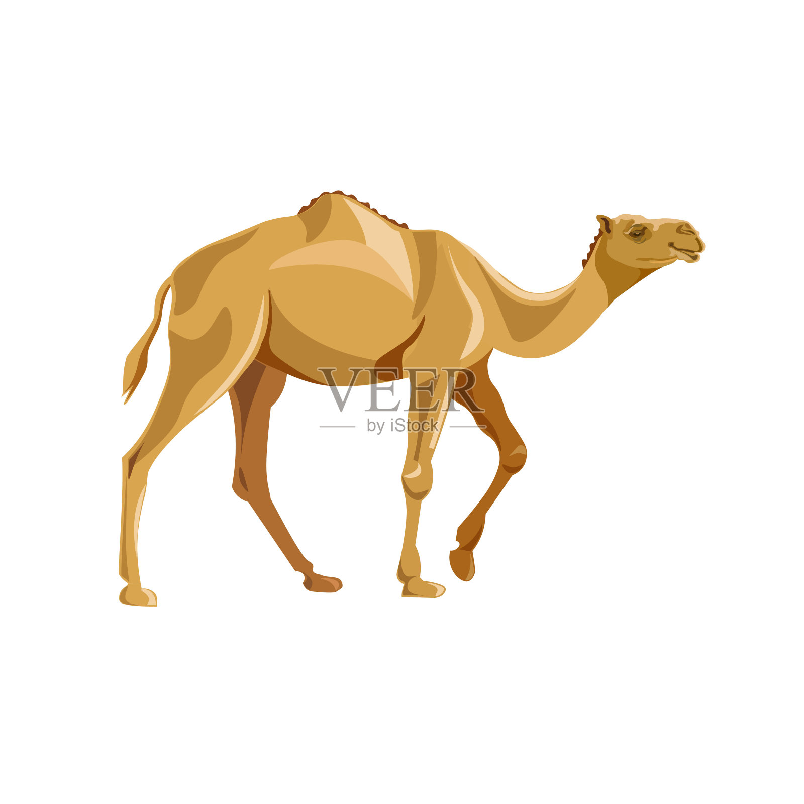 单峰骆驼骆驼向量插画图片素材