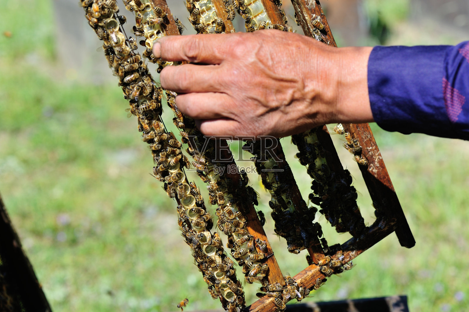 养蜂人手里拿着一个有蜂巢的框架照片摄影图片