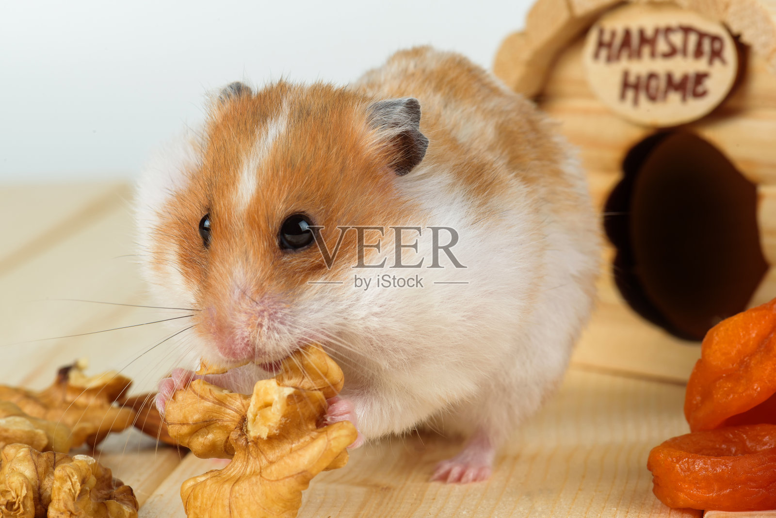 一只仓鼠(特写)在吃木屋里的核桃。照片摄影图片