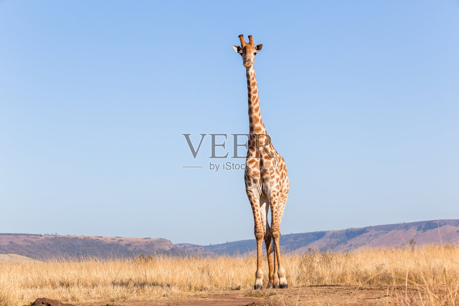 冬天的蓝色长颈鹿照片摄影图片
