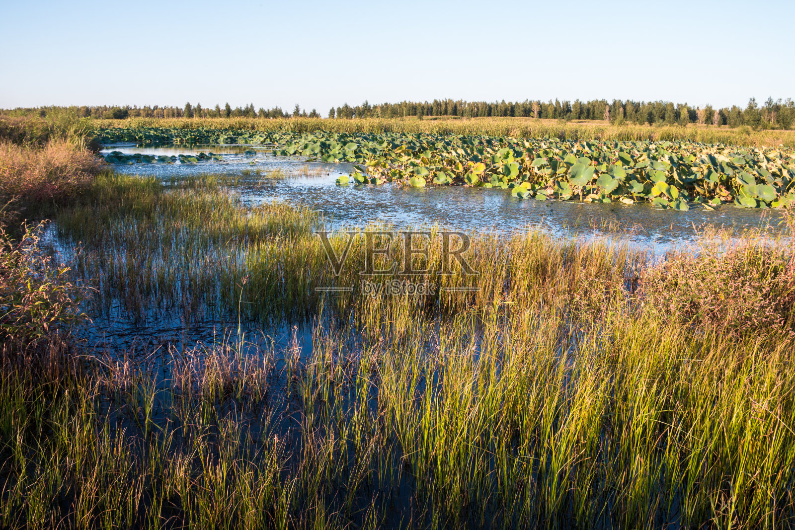 秋天的湿地照片摄影图片