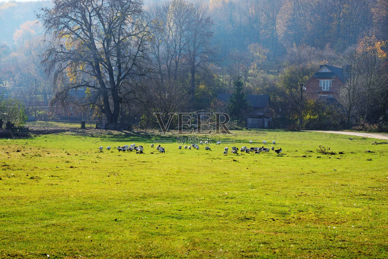 一群成年白鹅在草原上的乡间吃草照片摄影图片