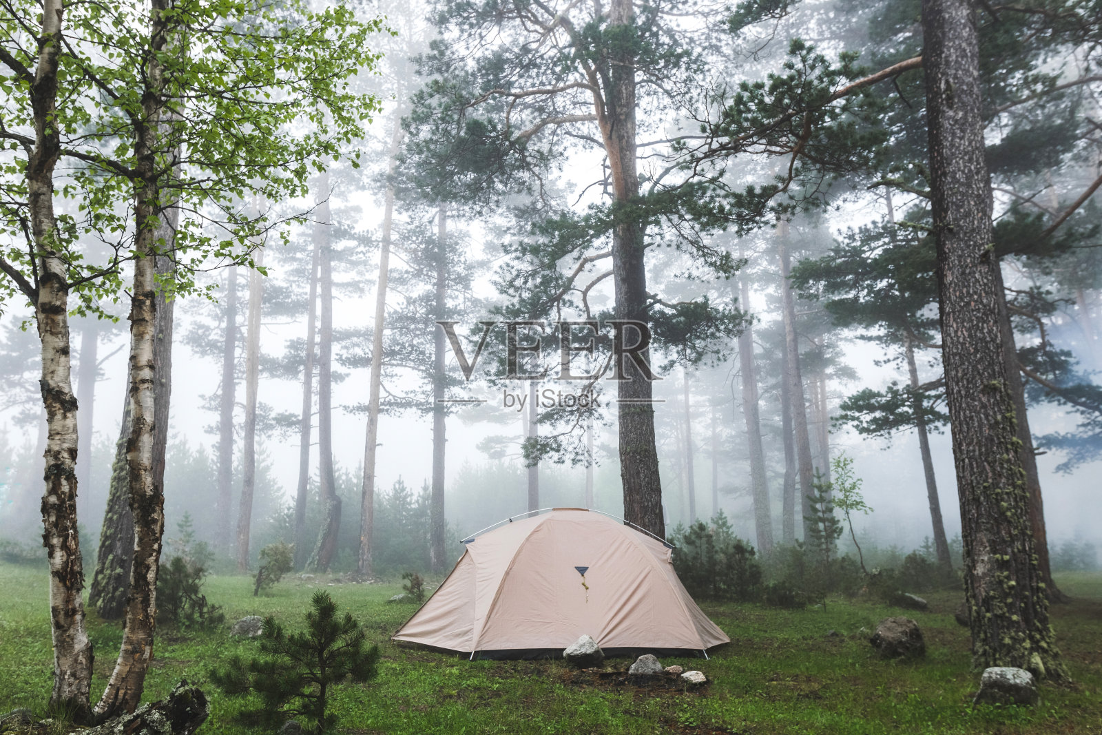 雾林中的灰色轻型帐篷。天气寒冷潮湿，有雾，可徒步，过夜露营照片摄影图片