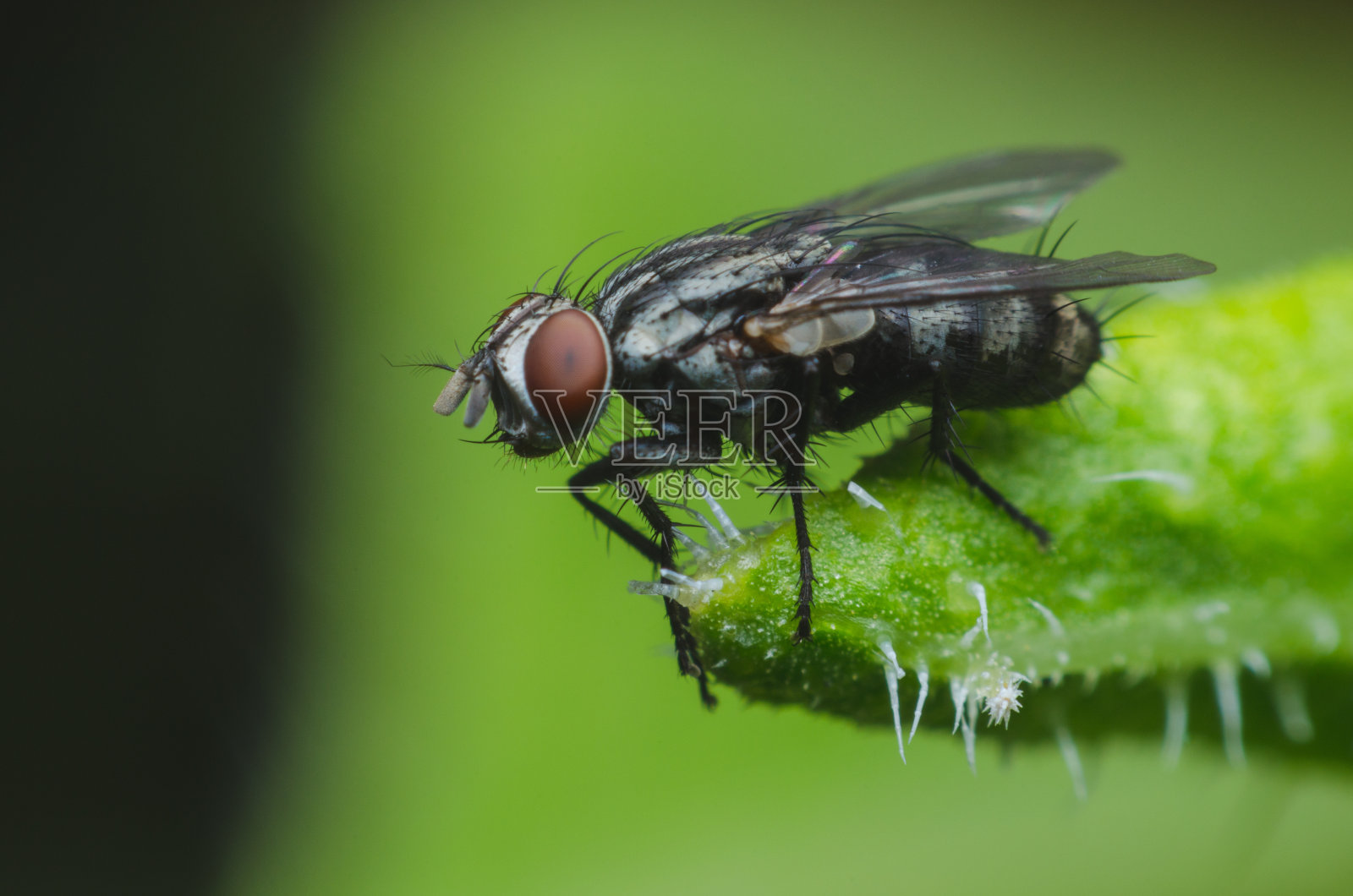昆虫在自然界的绿叶上飞或吹飞。照片摄影图片