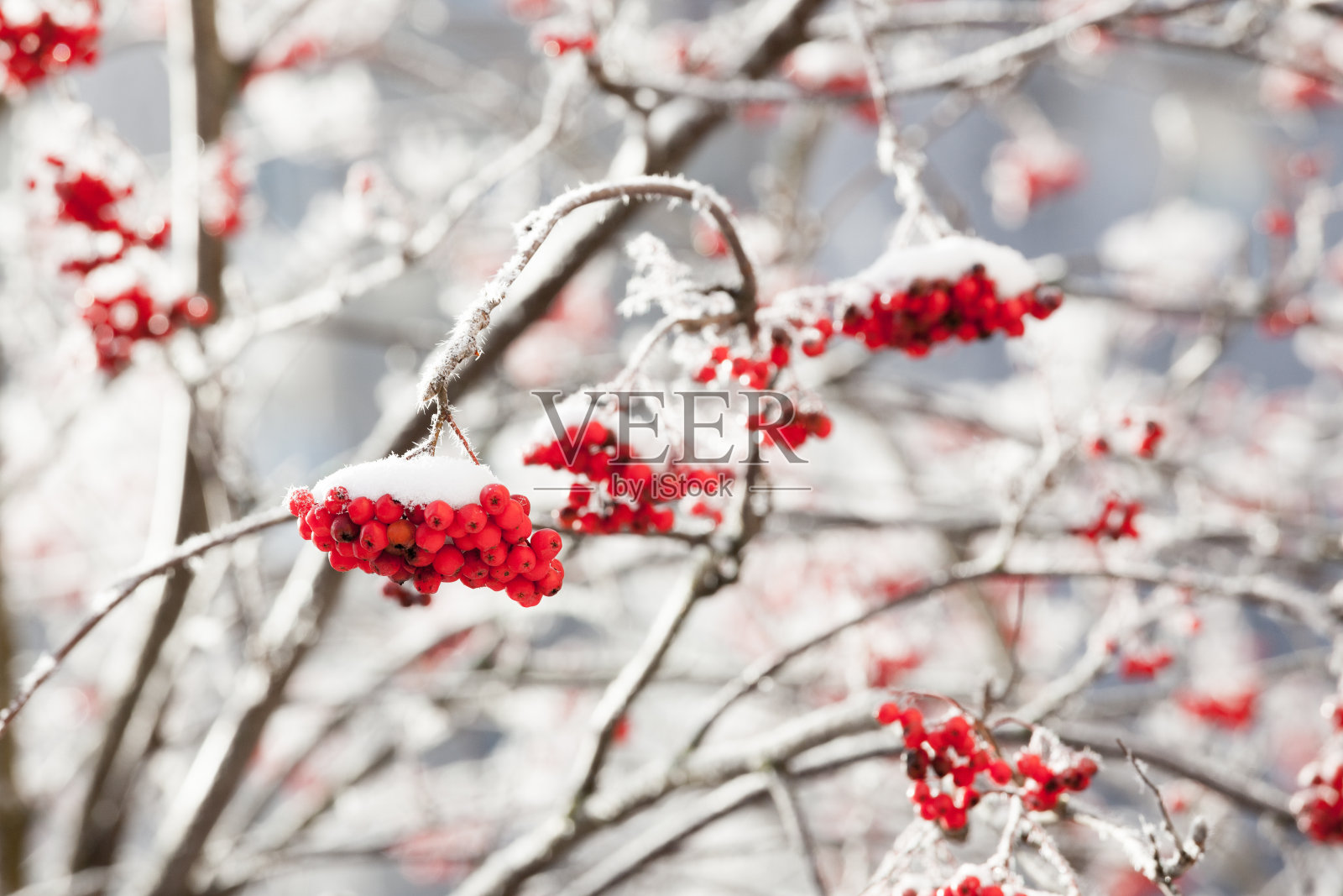 花楸在冬天吃浆果照片摄影图片