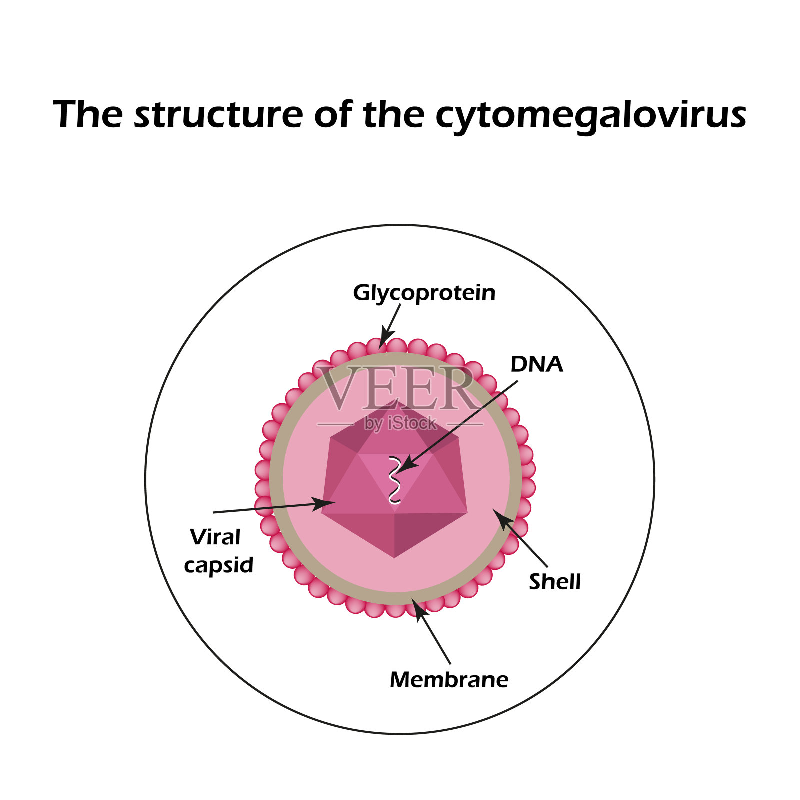 巨细胞病毒的结构。信息图。矢量图插画图片素材