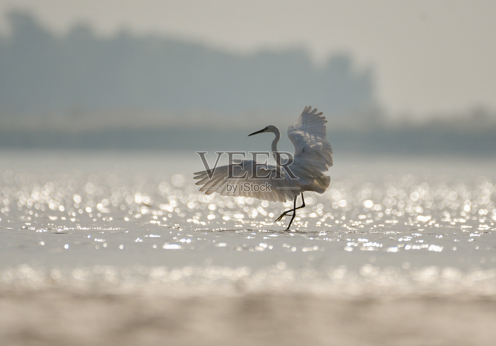 小白鹭在水上跳舞照片摄影图片