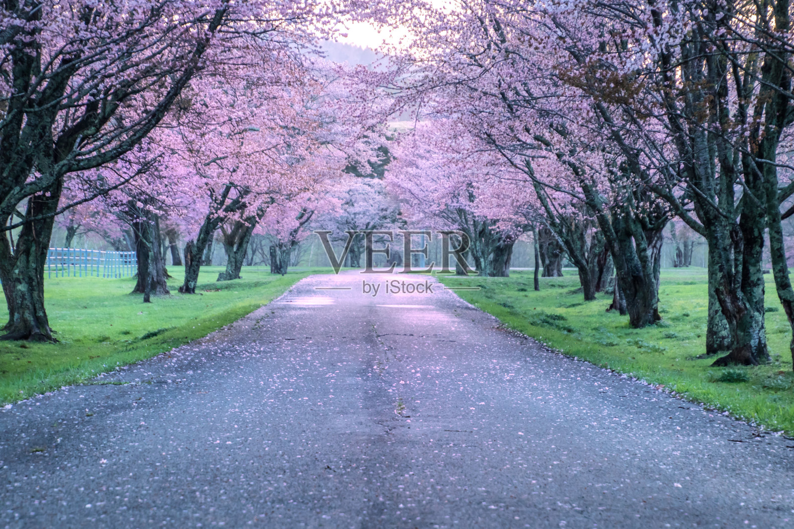 日本的樱桃树照片摄影图片