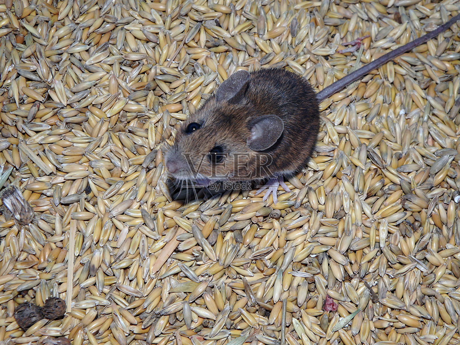 鼠标和燕麦照片摄影图片