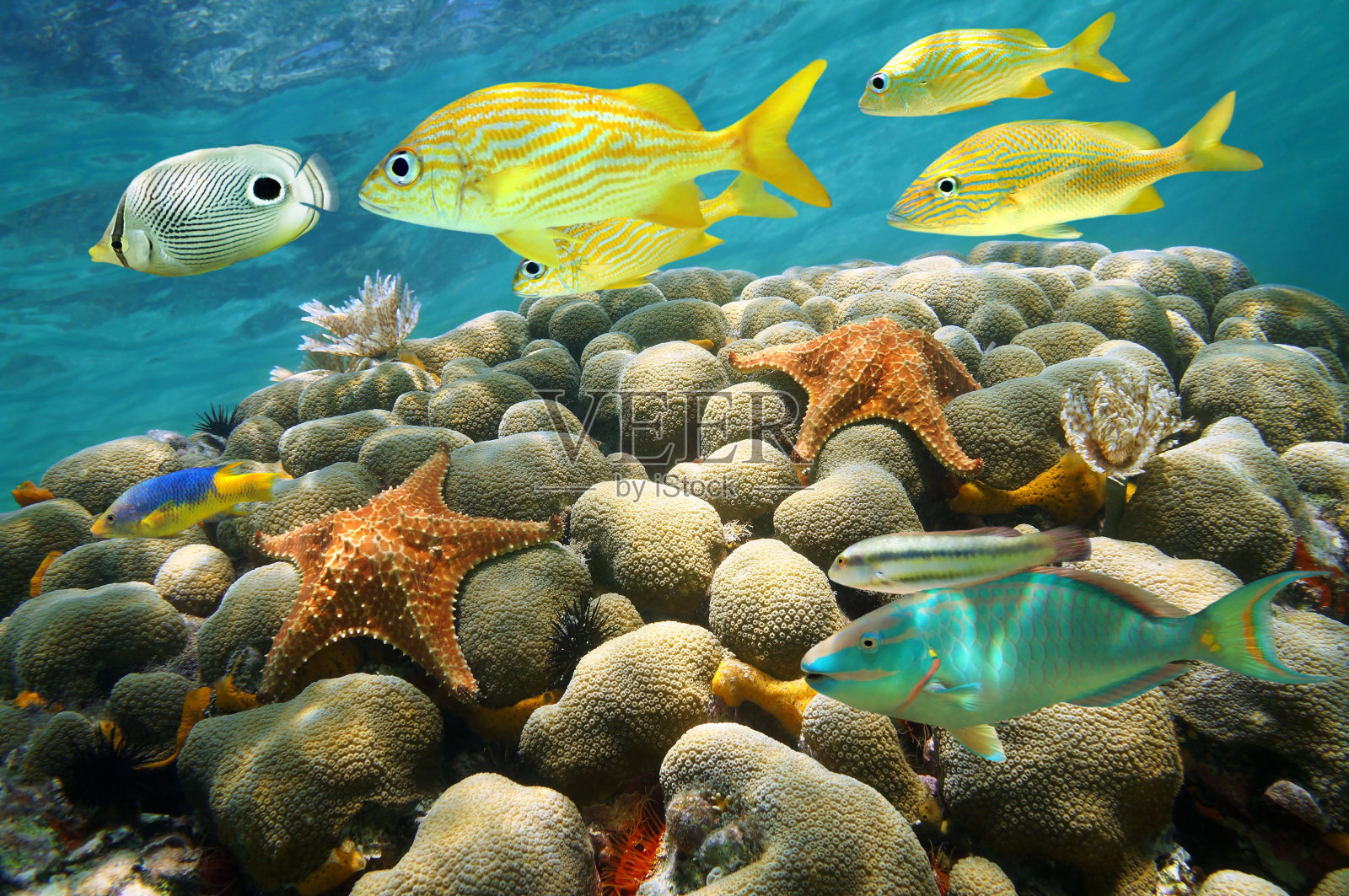 珊瑚礁里的海星和热带鱼照片摄影图片