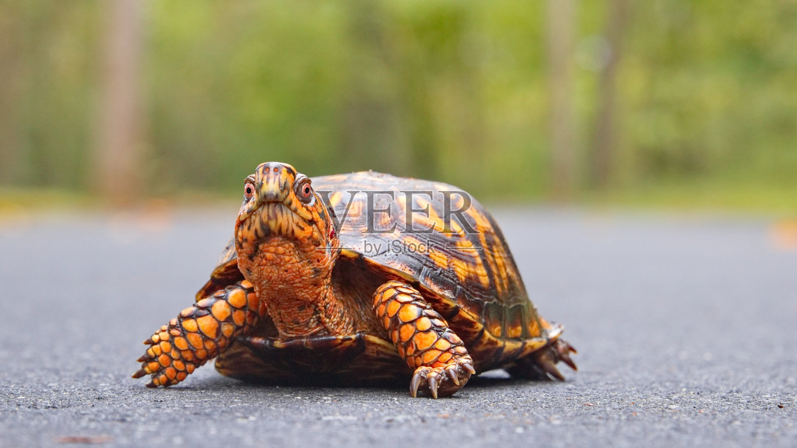 一只野生的卡罗来纳龟走在一条小路上。照片摄影图片