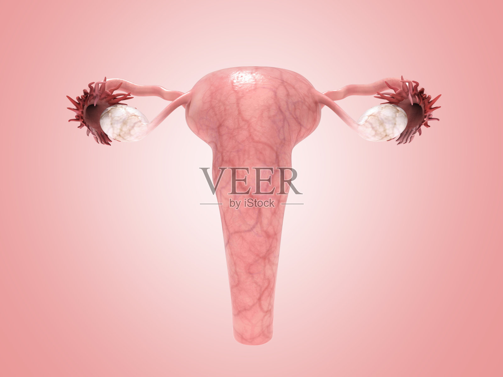女性生殖系统3d渲染在白色照片摄影图片