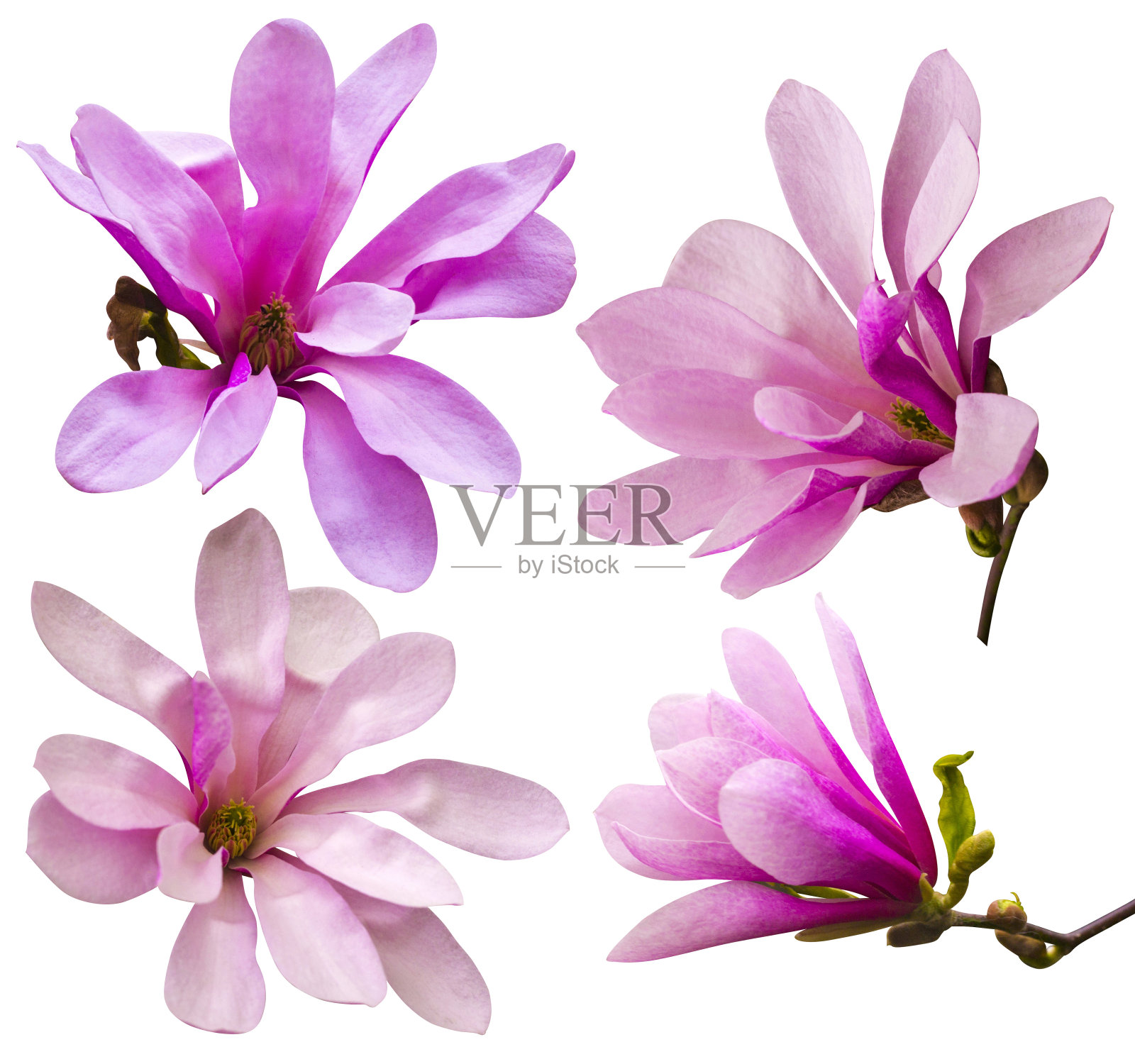 装饰少数玉兰花。粉红色的木兰花孤立在白色的背景上。木兰。玉兰花照片摄影图片