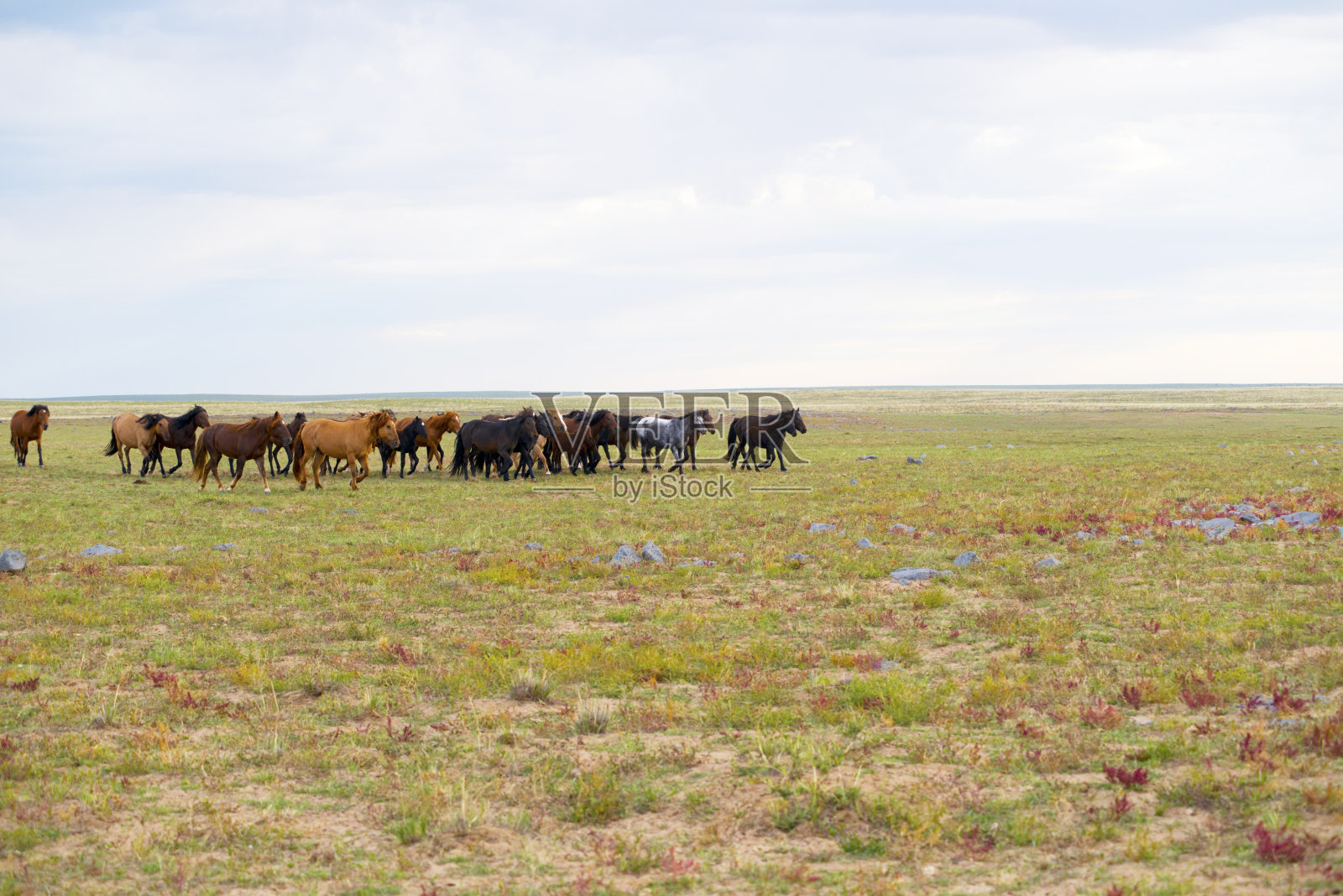 广阔的草原上有一群马。照片摄影图片