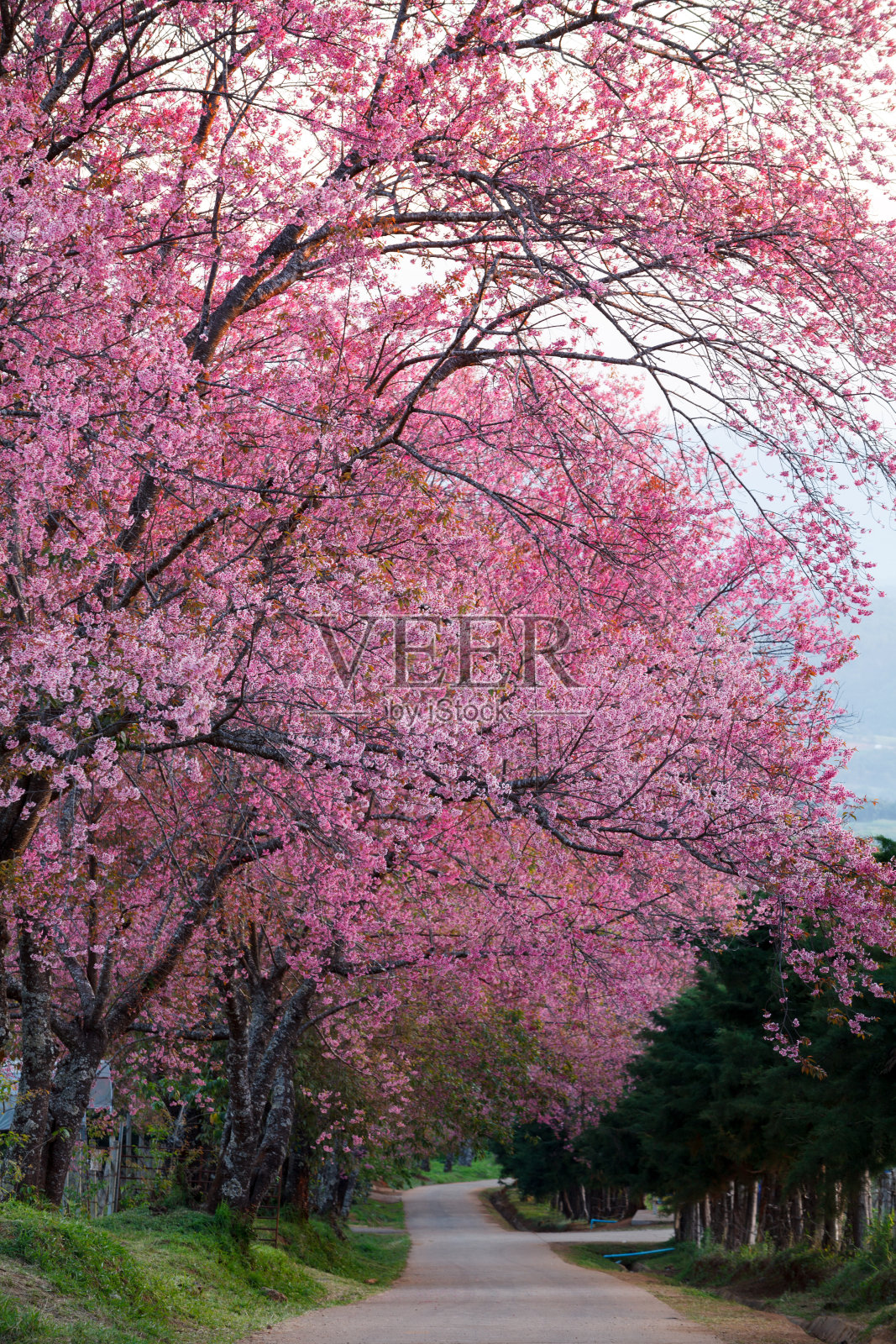 泰国坤旺清迈的樱花小径。照片摄影图片