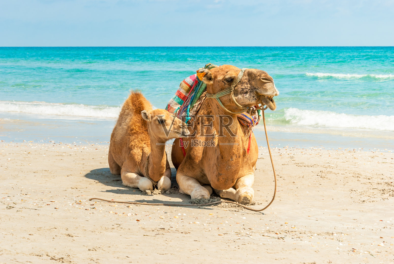 沙滩上的两只骆驼照片摄影图片