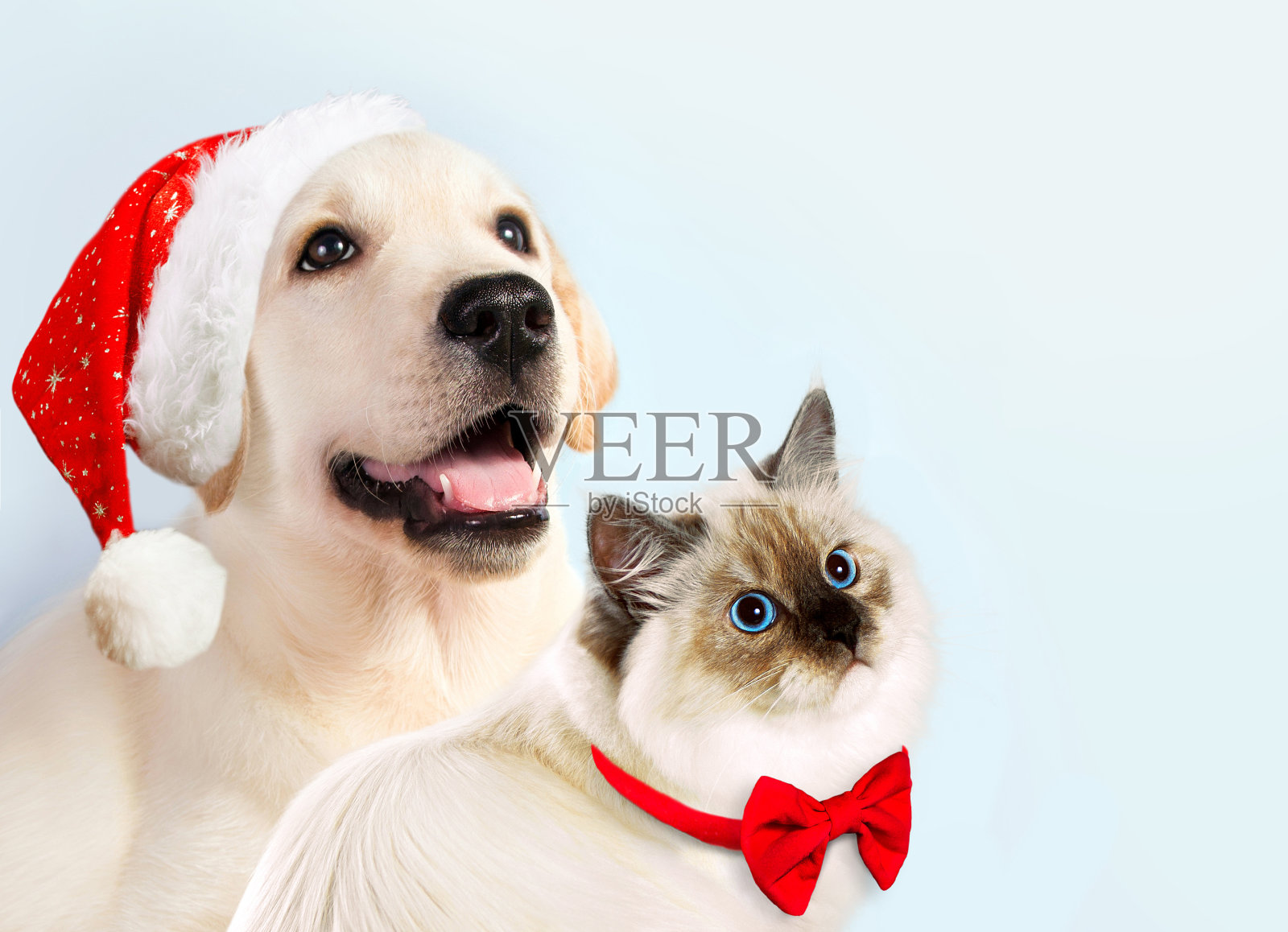 猫和狗在一起，涅瓦化装小猫，金毛看着右边。小狗和圣诞帽和蝴蝶结。新年的气氛照片摄影图片