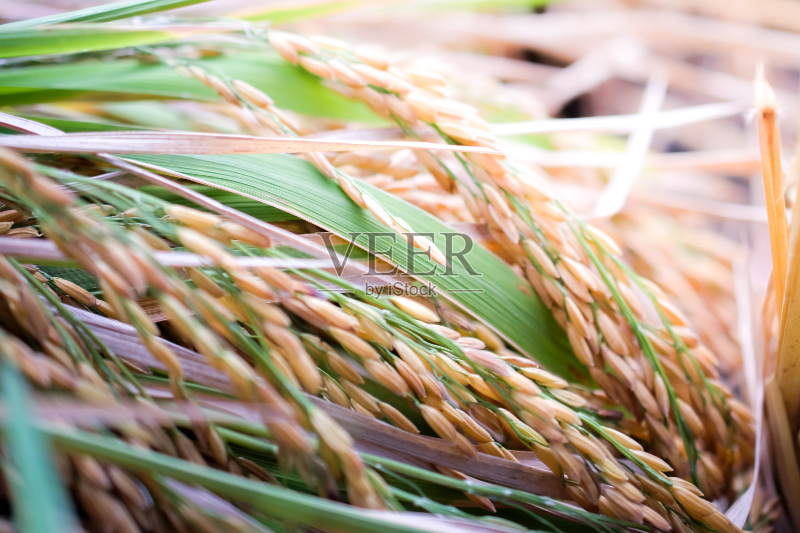 水稻叶片和种子的自然背景。照片摄影图片