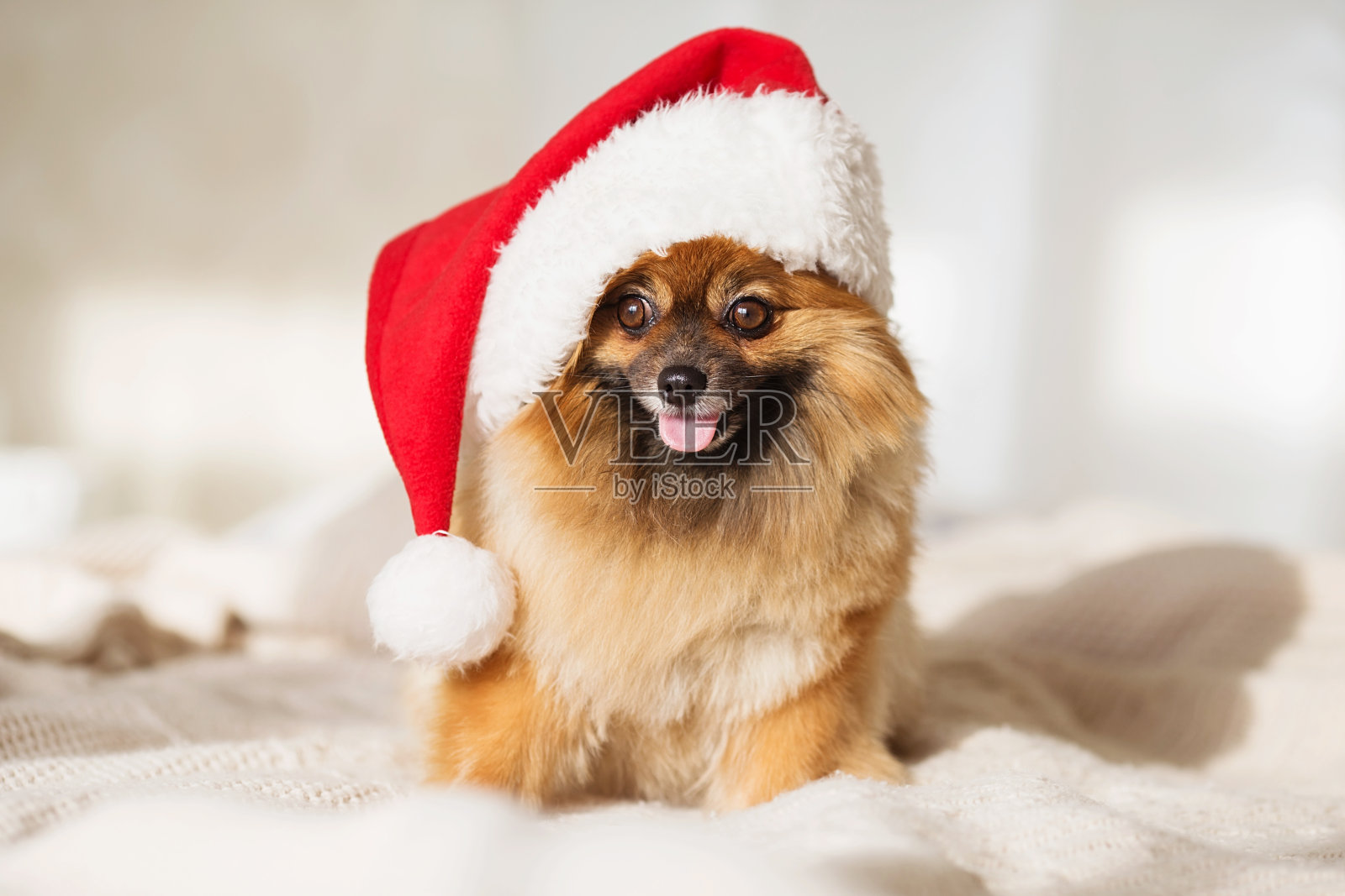 圣诞狗。2018年狗年贺年卡照片摄影图片