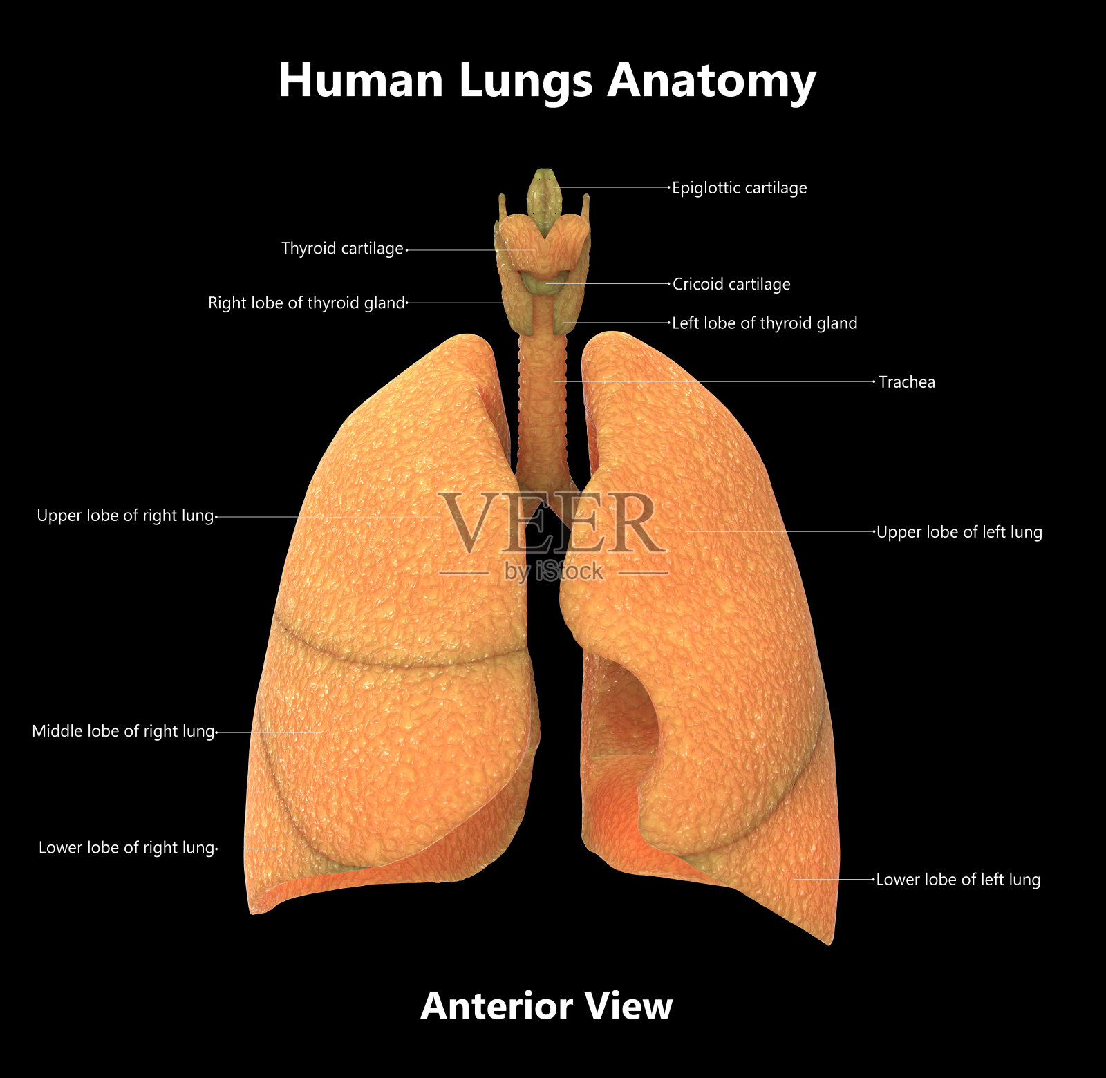 人体器官肺详细标记解剖(前视图)照片摄影图片