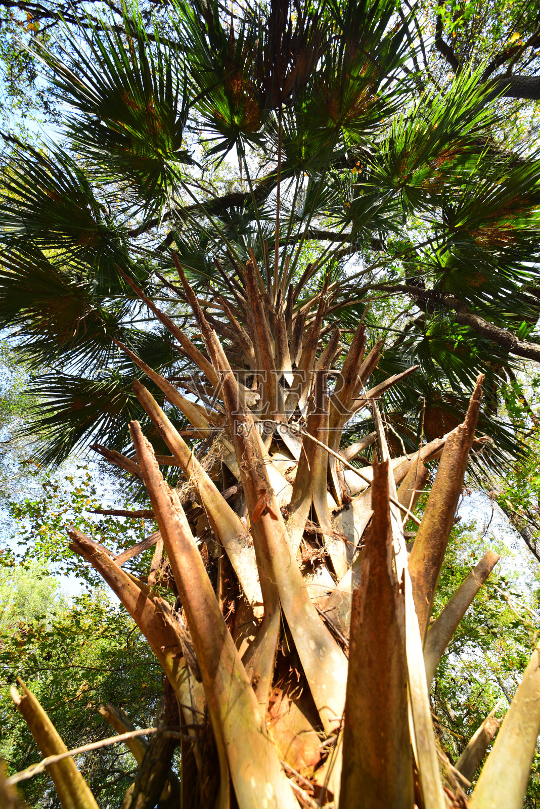 沙巴尔棕榈树干和树叶的广角垂直视图照片摄影图片