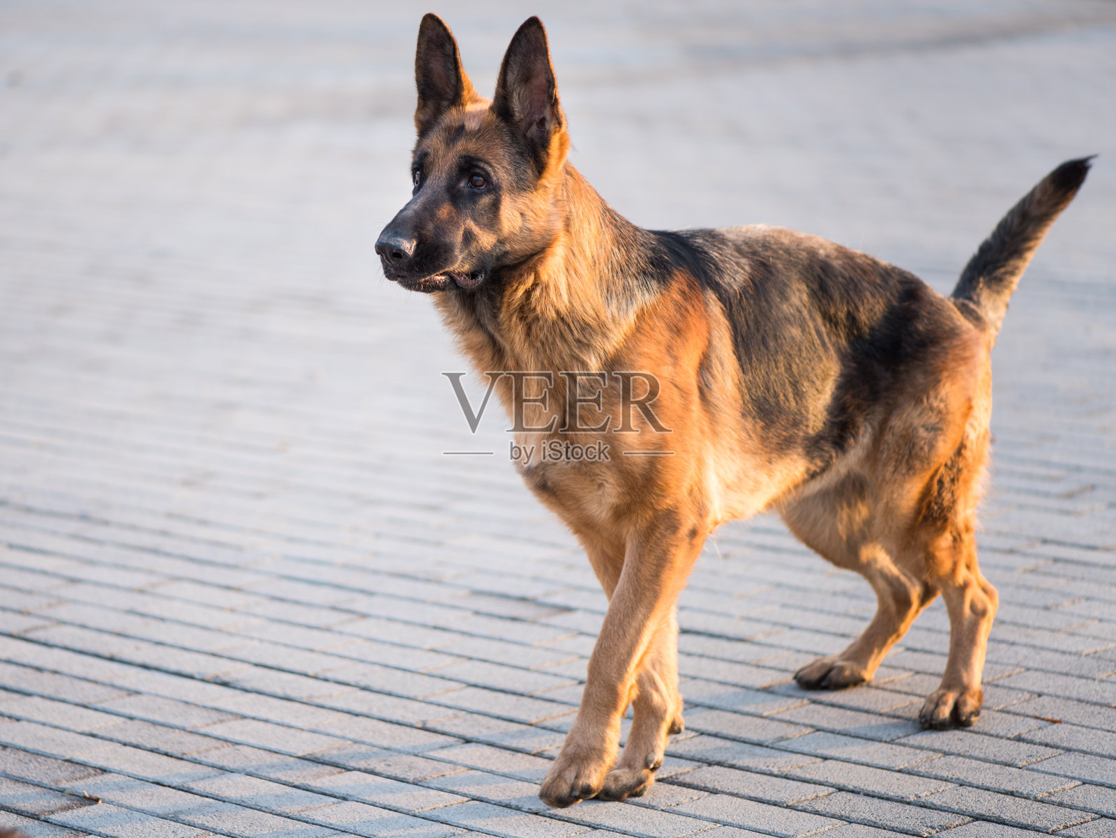 警惕的成年德国牧羊犬。照片摄影图片